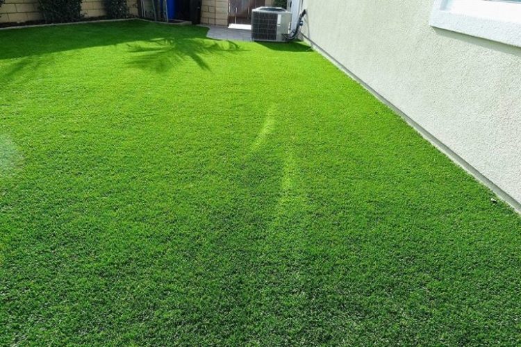 Let Your Expensive Singapore Carpet Grass Live Longer