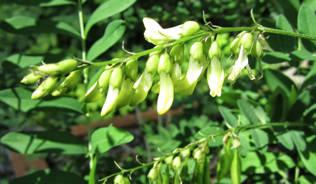 astragalus root