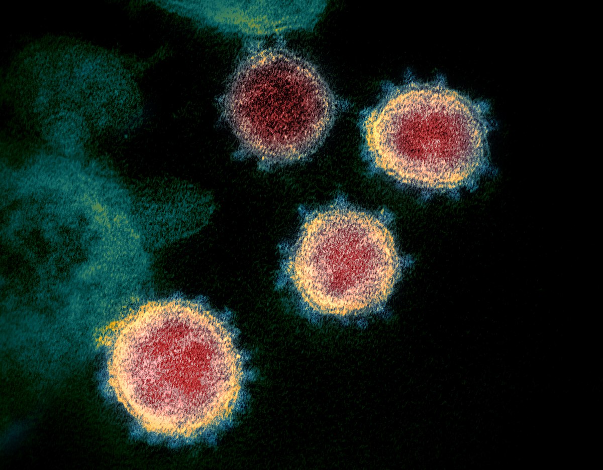 coronavirus 