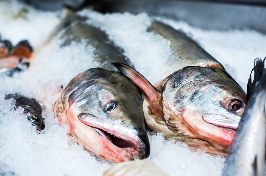 frozen fish hong kong