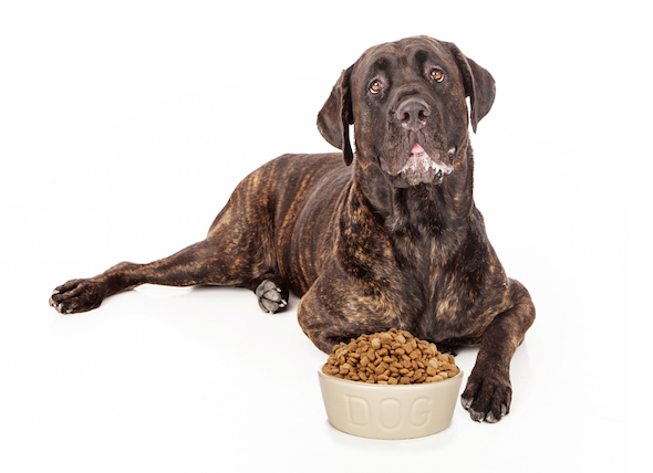 Finest way of getting the Top Organic Dog Foods – Born to Blog