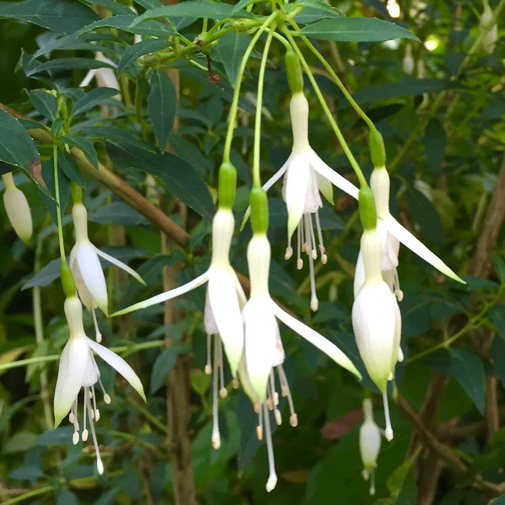 fuchsia hawkshead