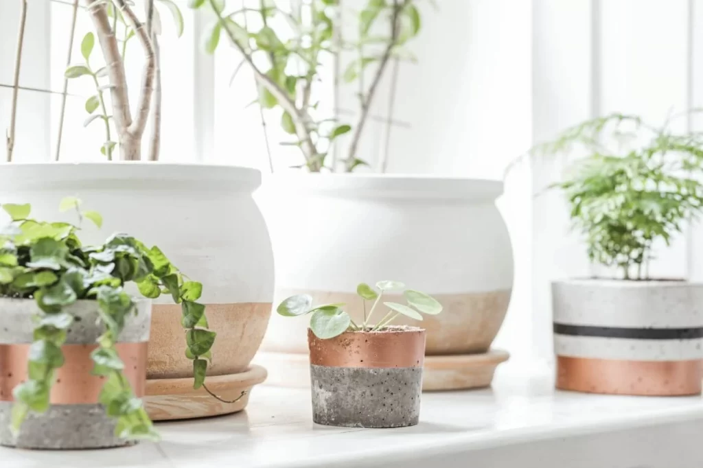 house plants