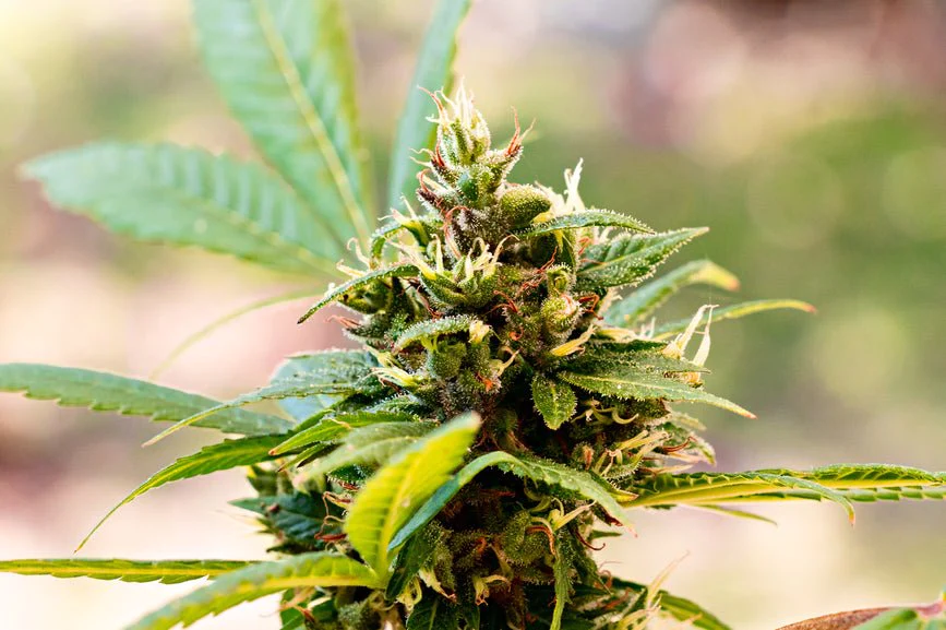 most potent thca flower